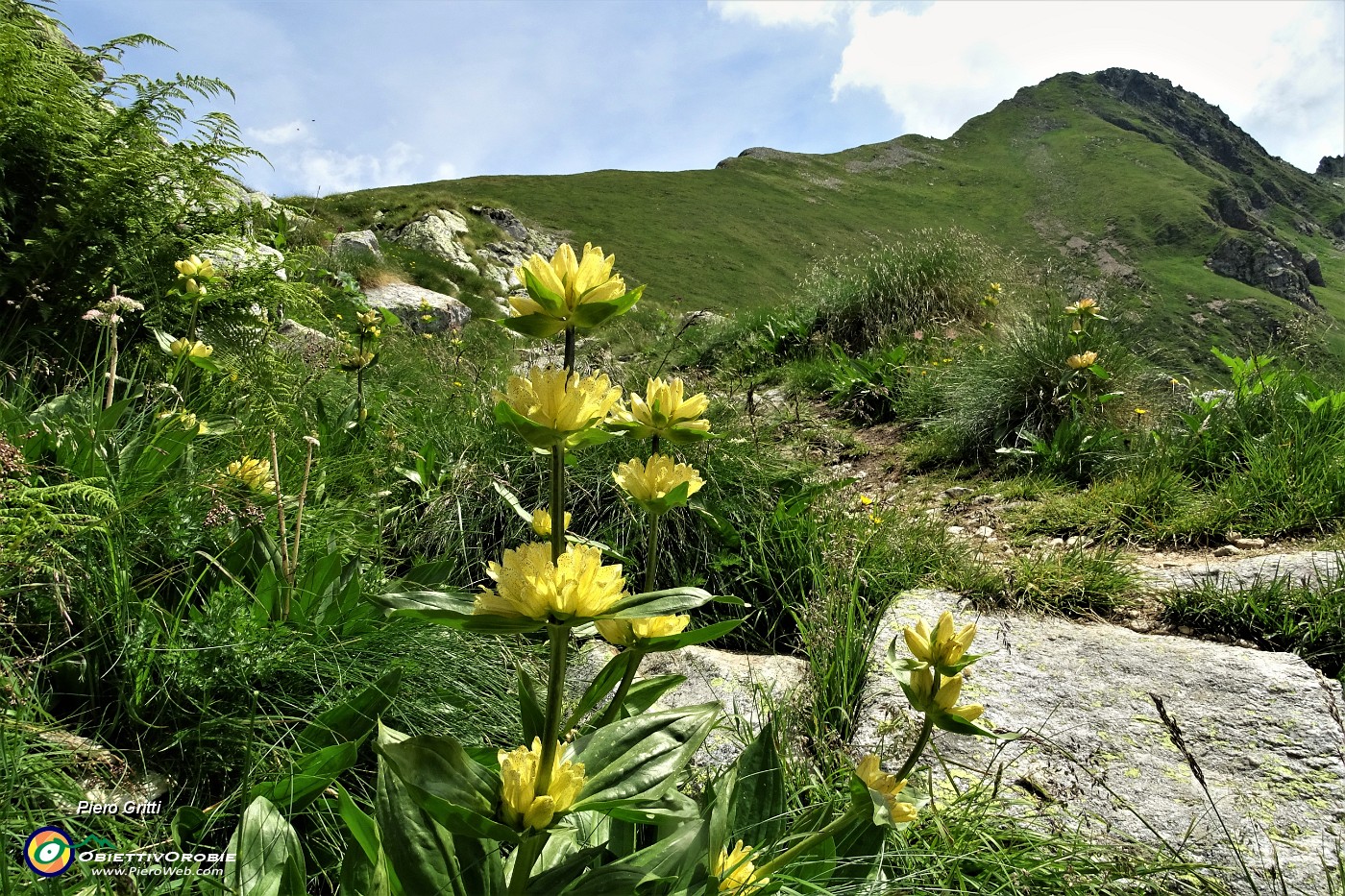 40 Genziana punteggiata (Gentiana punctata) con vista in Pizzo Zerna.JPG